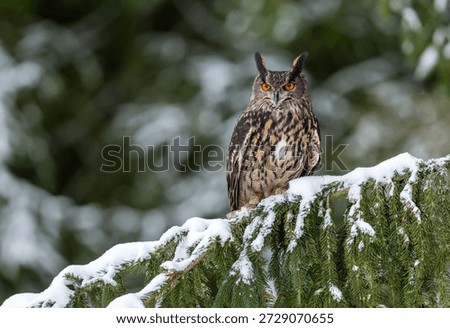Eurasian eagle owl ( Bubo bubo ) close up