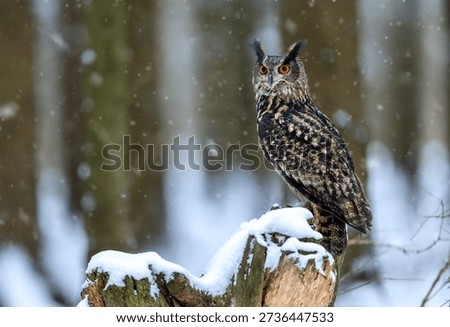 Eurasian eagle owl ( Bubo bubo ) close up
