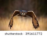 Eurasian Eagle Owl, Bubo bubo, flying bird with open wings above grassy meadow, forest in the background, animal in the nature habitat, Sweden.