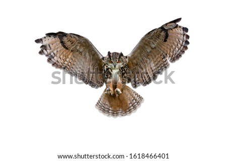 Eurasian eagle owl (Bubo bubo) landing with open wings against white background