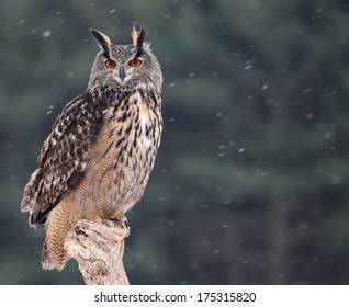 Hibou Grand Duc Images Stock Photos Vectors Shutterstock