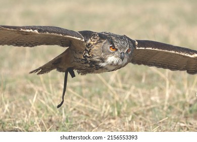 An Eurasian Eagle Owl in flight with leather straps atached to it by a falconer
