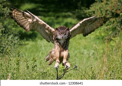 Eurasian Eagle Owl Flying