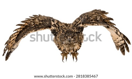 Eurasian eagle owl flying with spread wings and sharp talons