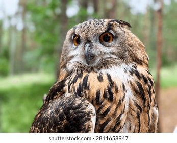 Eurasian eagle owl spreading its large wings wide while sitting on a falconer leather glove in a green pine forest, magnificent predator bird close up.