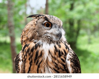 Eurasian eagle owl spreading its large wings wide while sitting on a falconer leather glove in a green pine forest, magnificent predator bird close up.