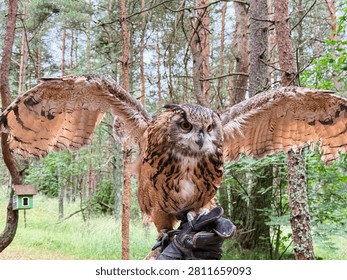 Eurasian eagle owl spreading its large wings wide while sitting on a falconer leather glove in a green pine forest, magnificent predator bird close up.
