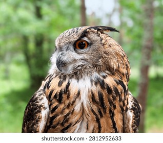 Eurasian eagle owl spreading its large wings wide while sitting on a falconer leather glove in a green pine forest, magnificent predator bird close up.