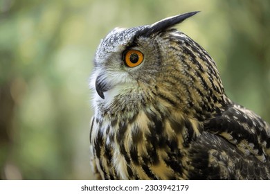 An Eurasian Eagle Owl staring at something out of shot in a woodland setting. - Powered by Shutterstock