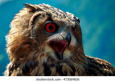 Eurasian eagle-owl (Eurasian eagle-owl)
