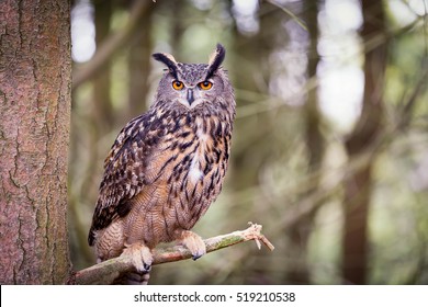 Eurasian eagle-owl - Powered by Shutterstock