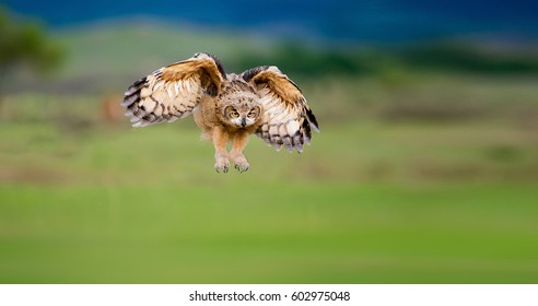 Eurasian Eagle-Owl
