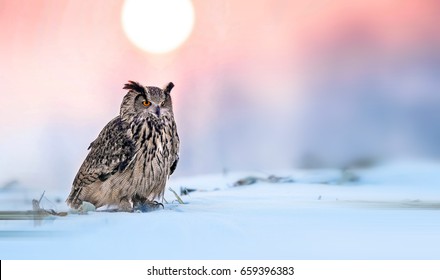 ふくろう イラスト Stock Photos Images Photography Shutterstock ふくろう イラスト Stock Photos Images Photography Shutterstock