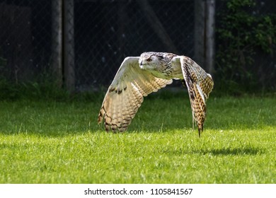 Eurasian eagle-owl, Bubo bubo 
