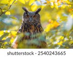 An Eurasian Eagle-Owl (Bubo bubo) is concealed within the branches of a deciduous tree. The vibrant autumn colors of the leaves provide a natural camouflage for the owl.