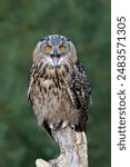 Eurasian Eagle-Owl (Bubo bubo) sitting on a pole in Gelderland  in the Netherlands    