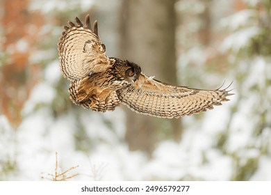 Eurasian eagle-owl (Bubo bubo) in a snowy winter forest - Powered by Shutterstock