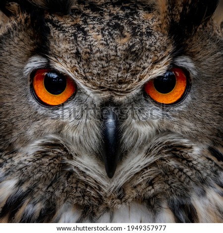 Eurasian eagle-owl (Bubo bubo) is a species of large owl that resides in much of Eurasia. Also called the European eagle-owl. large brown bird of prey. Background close up of the head and orange eyes
