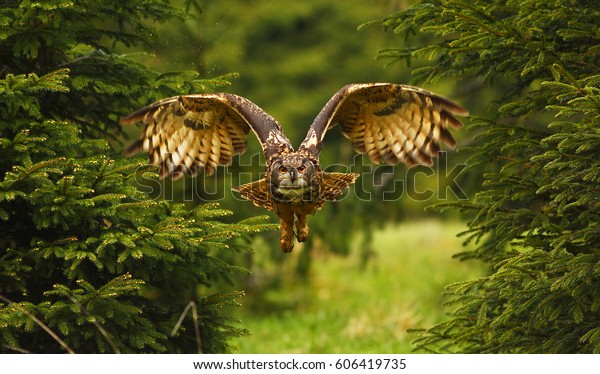 低い入れ墨で森を飛ぶユーラシアの鷲のフクロウ の写真素材 今すぐ編集