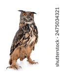 Eurasian eagle-owl in front of white background