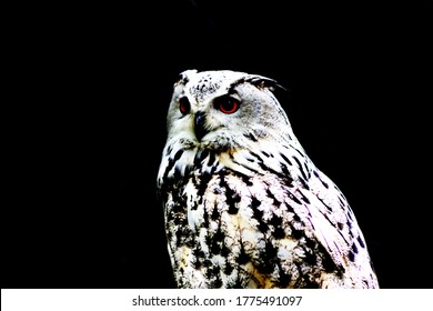 Eurasian Eagle-owl On A Black Background - Strigidae, Strigiformes