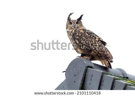 Eurasian eagle-owl on a roof