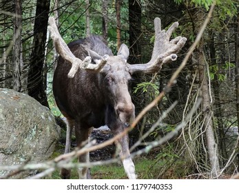 Eurasian Elk (Alces Alces)