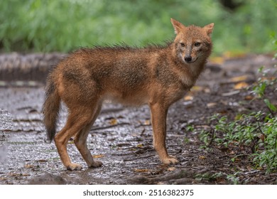 Eurasian Golden Jackal (Canis aureus) also known as Reed wolf in monsoon rain. 