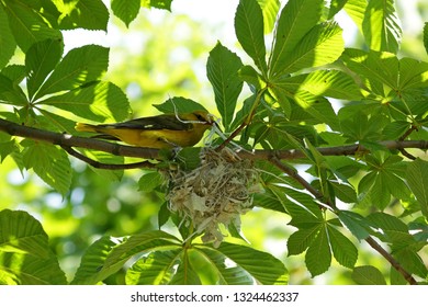 Eurasian golden oriole building nest