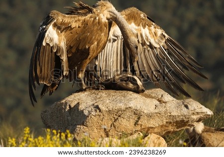Eurasian griffon vulture eating a badger carcass. Photograph taken in Spain.
