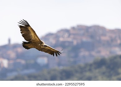 The Eurasian griffon vulture (Gyps fulvus) in Sicily, Italy.