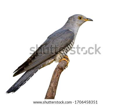 Eurasian or Himalayan Cuckoo (Cuculus canorus) beautiful slim grey bird with yelow eye wings nicely perching on wooden branch isolated on white background, exotic creature