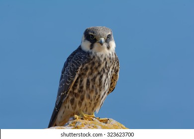 Eurasian Hobby