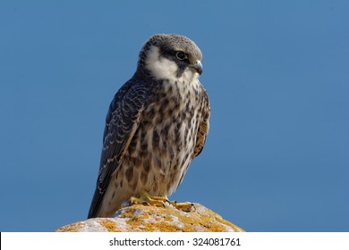 Eurasian Hobby