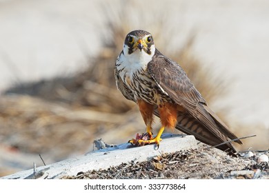 Eurasian Hobby