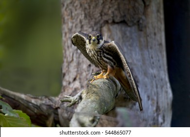 Eurasian Hobby