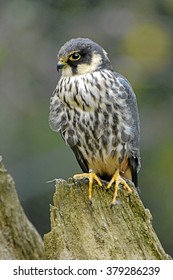 Eurasian Hobby, Falco Subbuteo