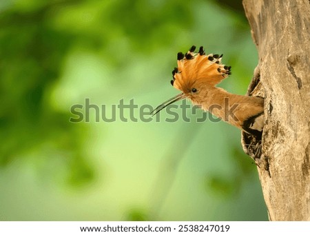 Eurasian hoopoe bird in early morning light ( Upupa epops )