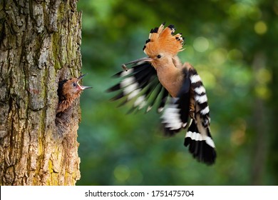 Eurasian Hoopoe Breeding In Nest Inside Tree And Feeding Young Chick. Parent Bird Passing Food To Young Offspring Midair. Wild Animal With Wings And Crest Landing Down.