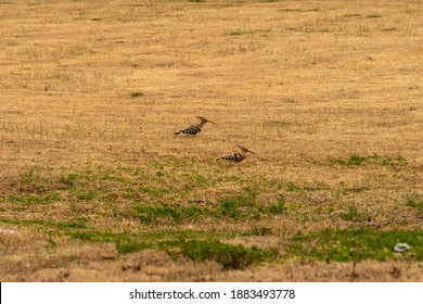 Eurasian Hoopoe Are Eating And Walking On The Grassland, In Suzhou Industrial Park, CHINA.