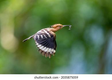 Eurasian hoopoe in flight bringing in food for its nestlings