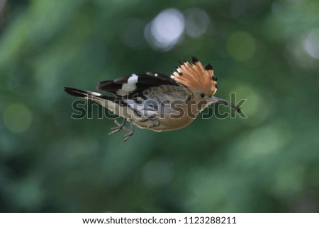 Similar – young hawfinch Environment