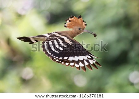 Similar – young hawfinch Environment