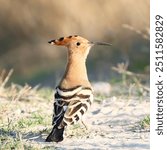 Eurasian hoopoe, photo taken be me with Canon eos 90d 