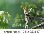 A Eurasian hoopoe sits on the branch. Upupa epops. Wildife scene from european nature. portrait of a eurasian hoopoe                              