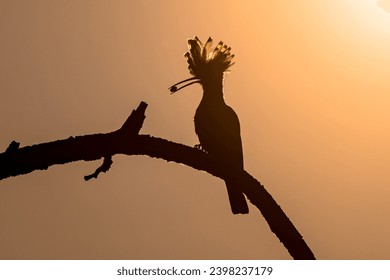 Eurasian hoopoe (Upupa epops) bird silhouette perched on branch at sunset with beetle insect in beak and raised crest. One of the most beautiful birds of Europe. Wildlife scene of nature in Europe. - Powered by Shutterstock