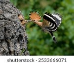 Eurasian Hoopoe, Upupa epops, feeding chick inside tree in summer nature. Little birds eating from mother from hole in wood. Feathered animal with crest in flight with worm in its beak. Elegant bird.