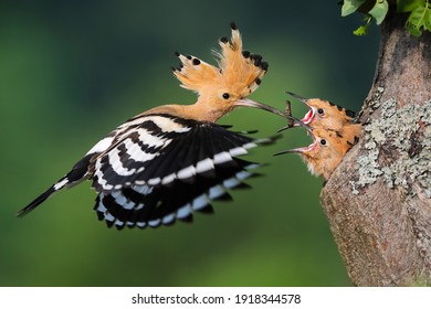 eurasian hoopoe, upupa epops, feeding chick inside tree in summer nature. Little birds eating from mother from hole in wood during summertime. Feathered animal with crest in flight with worm in beak.