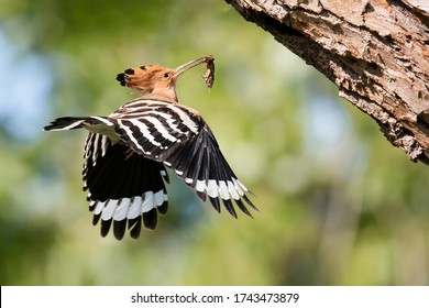 Eurasian Hoopoe (Upupa Epops), Male Of The Hoopoe Landing To The Nest With Prey (European Mole Cricket, Gryllotalpa Gryllotalpa). Bird With Orange Head And Body, Black And White Striped Wings.  