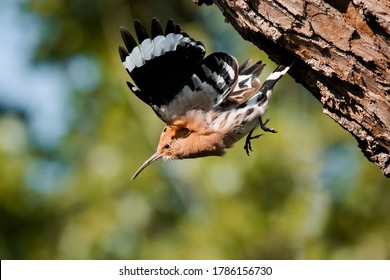 Eurasian Hoopoe (Upupa Epops), Male Of The Hoopoe Landing To The Nest With Prey (European Mole Cricket, Gryllotalpa Gryllotalpa). Bird With Orange Head And Body, Black And White Striped Wings.  